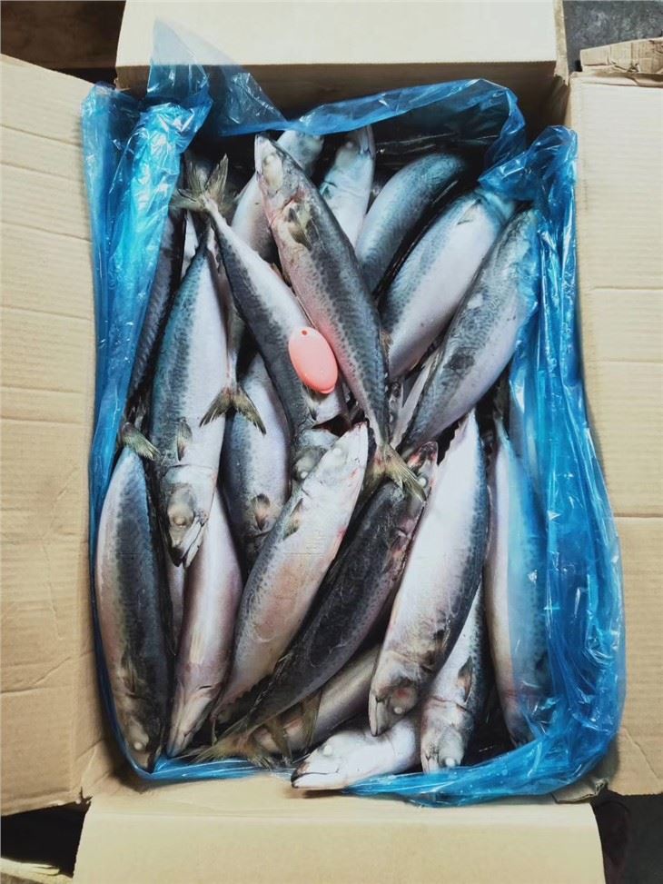 Atlantic Chub Mackerel