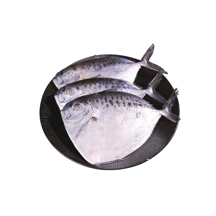 ماهی یخ زده ماه - مون ماکولتا