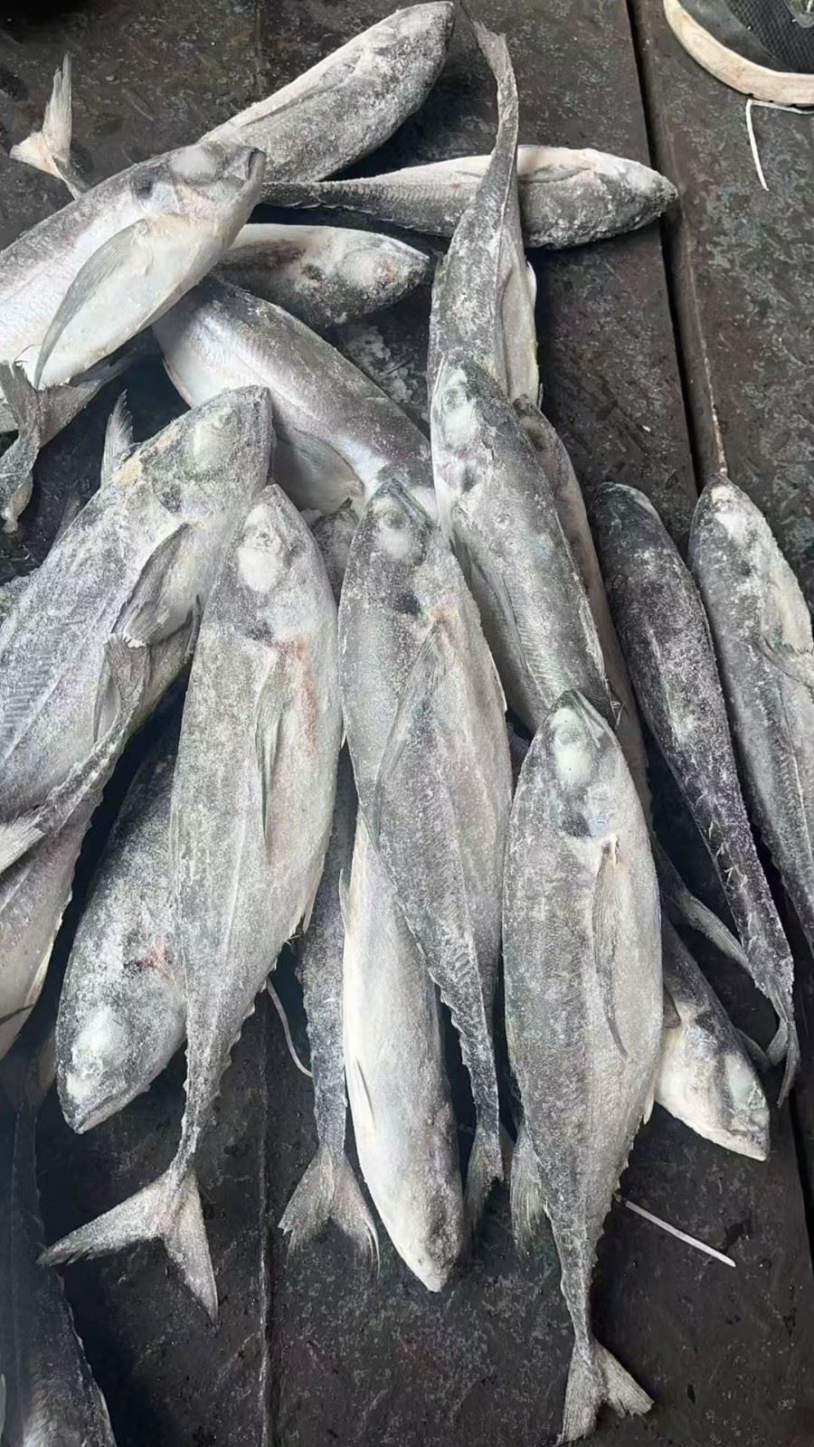 Frozen Hard Tail Horse Mackerel