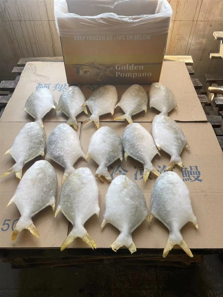 Frozen Fish For Golden Pompano