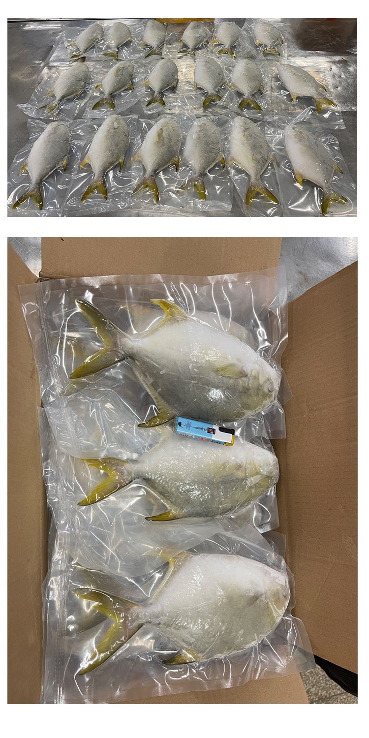 iwp-goldenpompano-IWP iwp-goldenpompano-IWP