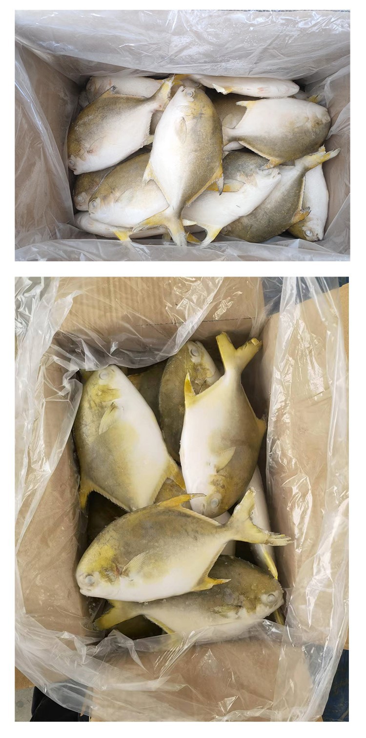 bulk-golden-pompano-bulk bulk-golden-pompano-bulk