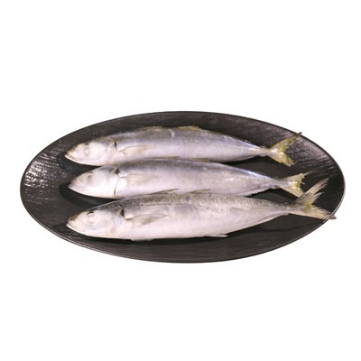 Frozen Galunggong Scad WR